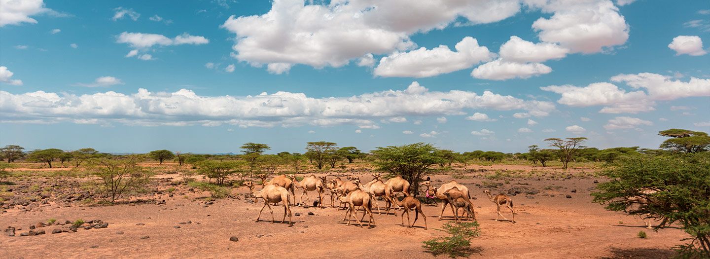 Chalbi Desert Guide